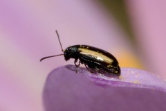 Phyllotreta