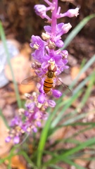 Episyrphus