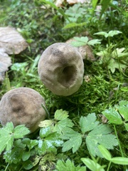Lycoperdaceae