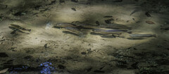 Oreochromis