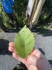Ulmus rubra