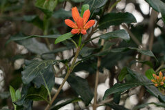 Burchellia bubalina