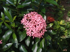 Ixora