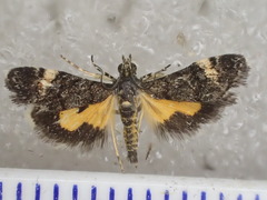 Heliothela ophideresana