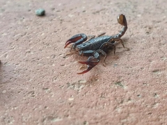 Euscorpius