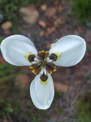 Moraea tricuspidata
