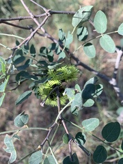 Automeris zephyria