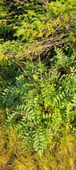 Sorbus decora