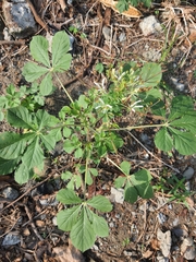 Cleome gynandra