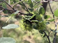 Automeris zephyria