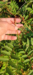 Sorbus decora