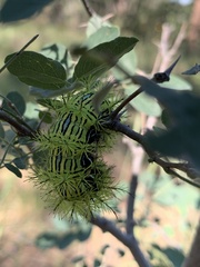 Automeris zephyria