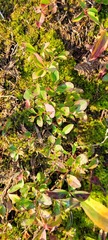 Vaccinium cespitosum