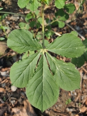 Cleome gynandra