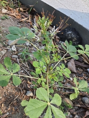 Cleome gynandra