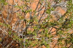 Nenax arenicola