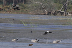 Sarkidiornis melanotos