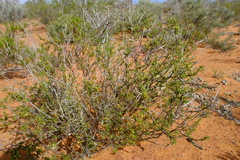Nenax arenicola