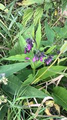 Symphytum officinale