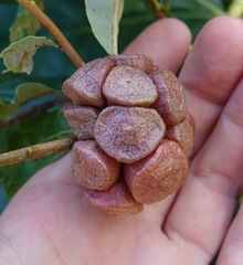 Andricus quercusstrobilanus