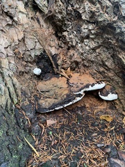 Ganoderma