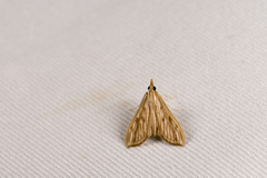 Antigastra catalaunalis