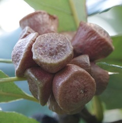 Andricus quercusstrobilanus