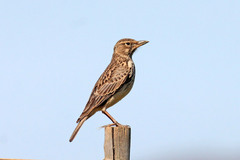 Galerida magnirostris