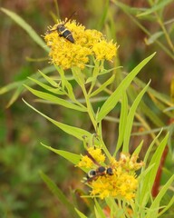 Euodynerus crypticus