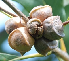 Andricus quercusstrobilanus