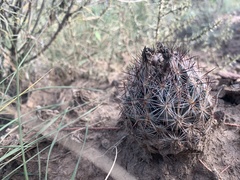 Escobaria vivipara