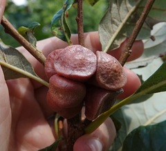 Andricus quercusstrobilanus