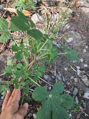 Cleome gynandra