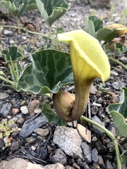 Aristolochia pearcei