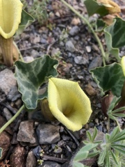 Aristolochia pearcei