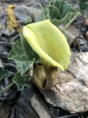 Aristolochia pearcei