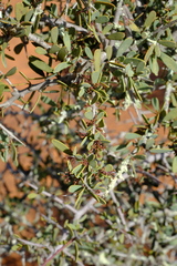 Gloveria integrifolia