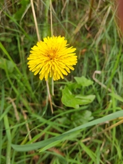 Taraxacum
