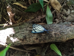 Cyclosia papilionaris