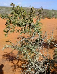 Gloveria integrifolia