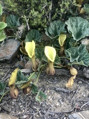 Aristolochia pearcei