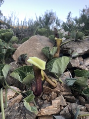 Aristolochia pearcei