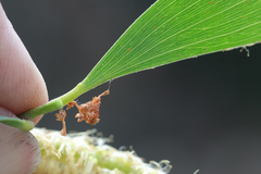 Acacia leiocalyx