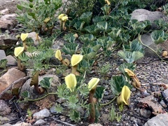 Aristolochia pearcei
