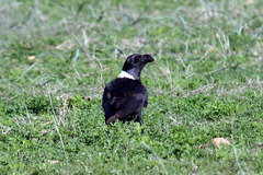 Corvus albicollis