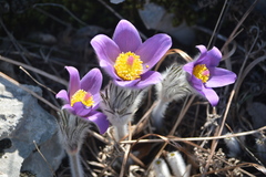 Pulsatilla grandis