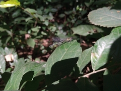 Onychargia atrocyana