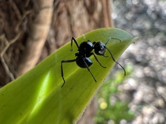 Polyrhachis australis