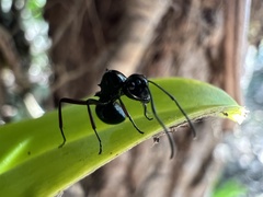 Polyrhachis australis