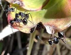 Polyrhachis australis